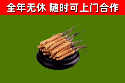 喀什烟酒回收冬虫夏草.jpg